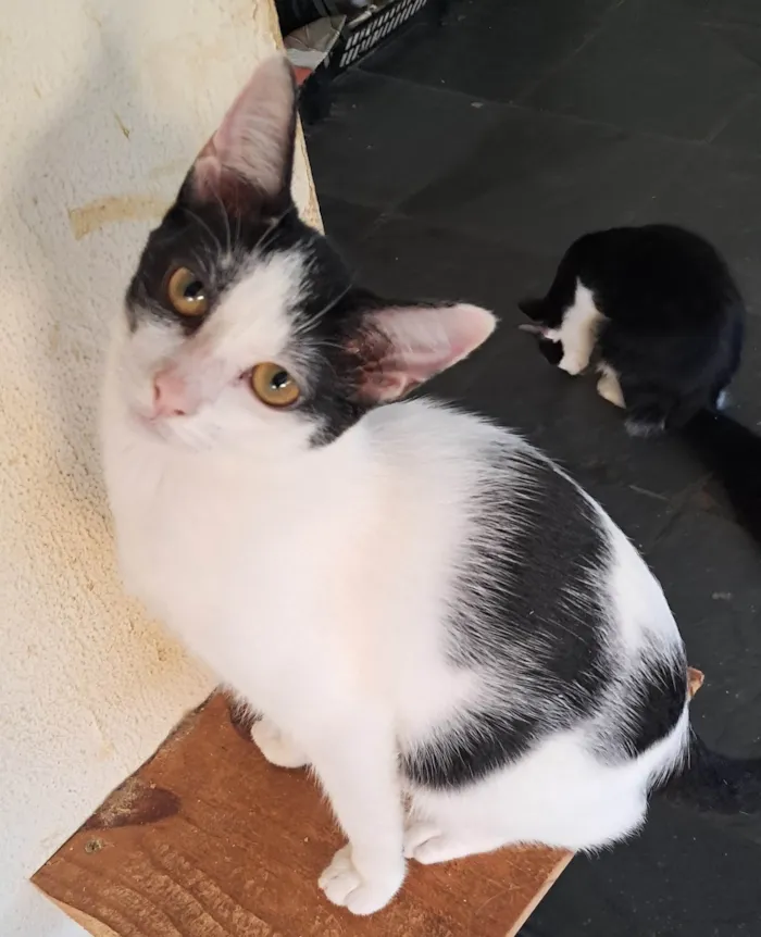 Gato ra a SRD-ViraLata idade 2 a 6 meses nome Emily