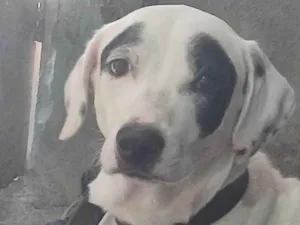 Cachorro raça SRD-ViraLata idade 5 anos nome zeus