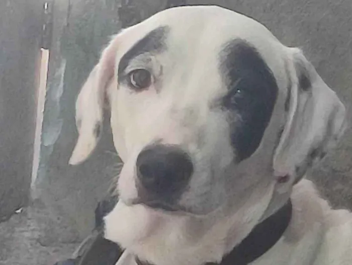 Cachorro ra a SRD-ViraLata idade 5 anos nome zeus
