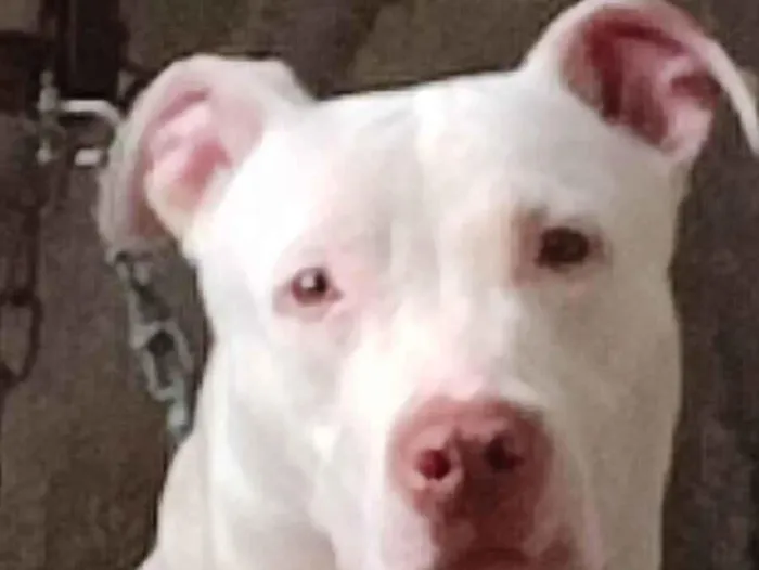 Cachorro ra a Pit-Bull idade 4 anos nome Thor 