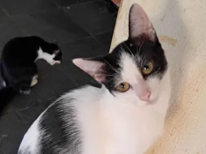 Gato raça SRD-ViraLata idade 2 a 6 meses nome Emily