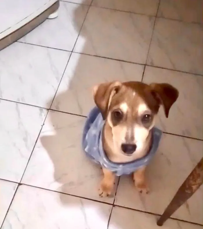 Cachorro ra a SRD-ViraLata idade 2 a 6 meses nome Nino bb5meses porte Pequeno 