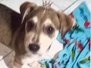 Cachorro raça SRD-ViraLata idade 2 a 6 meses nome Nino bb5meses porte Pequeno 