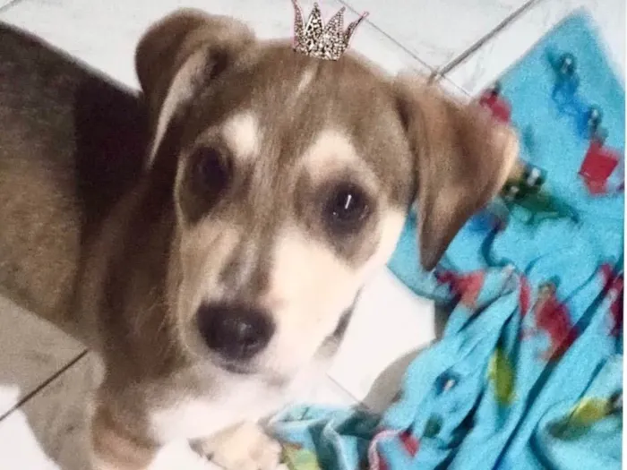 Cachorro ra a SRD-ViraLata idade 2 a 6 meses nome Nino bb5meses porte Pequeno 