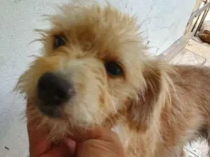 Cachorro raça Poodle  idade 1 ano nome Mole