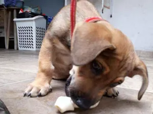 Cachorro raça Viralata  idade 2 a 6 meses nome Gregório 