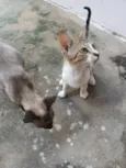 Pequeno e menina