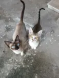 Pequeno e menina