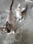 Pequeno e menina