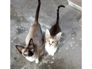 Gato raça Siamês idade 2 a 6 meses nome Pequeno e menina