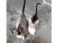 Pequeno e menina