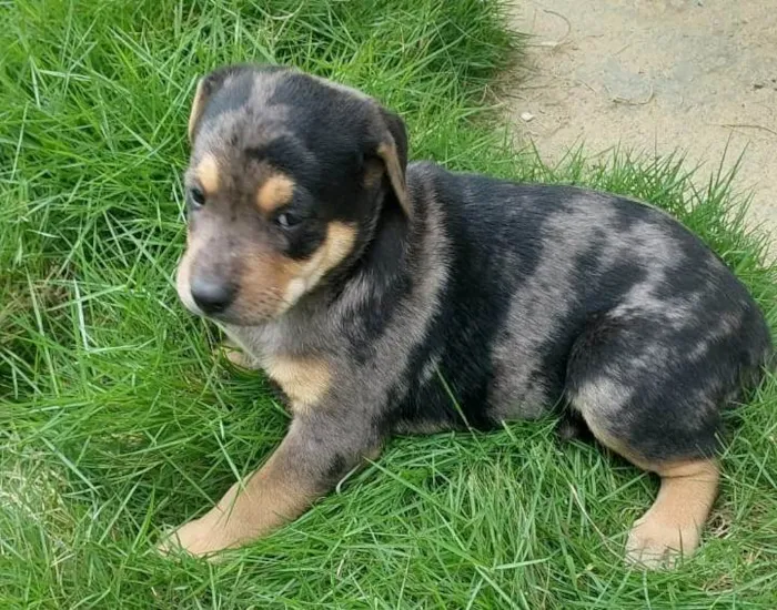 Cachorro ra a SRD-ViraLata idade Abaixo de 2 meses nome FLOQUINHO