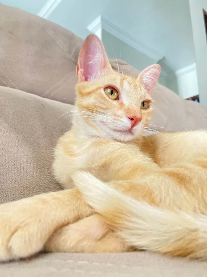 Gato ra a SRD-ViraLata idade 1 ano nome Açafrão