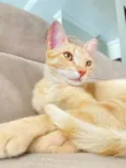 Açafrão