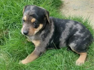 Cachorro raça SRD-ViraLata idade Abaixo de 2 meses nome FLOQUINHO