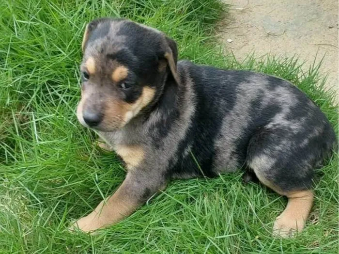 Cachorro ra a SRD-ViraLata idade Abaixo de 2 meses nome FLOQUINHO