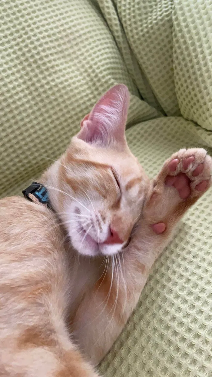 Gato ra a SRD-ViraLata idade 1 ano nome Açafrão