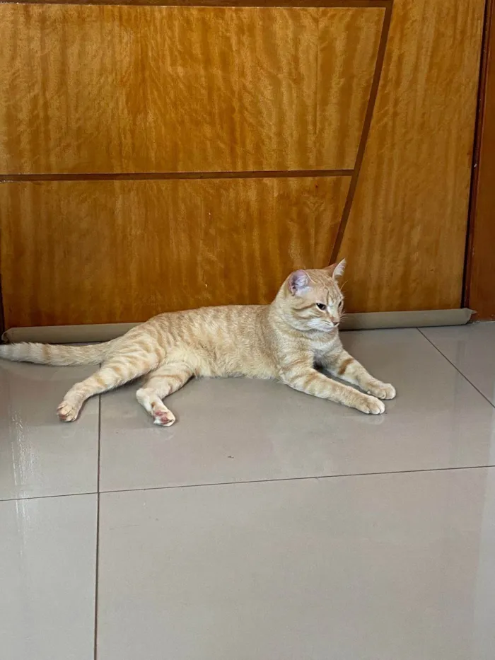 Gato ra a SRD-ViraLata idade 1 ano nome Açafrão
