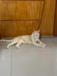 Açafrão