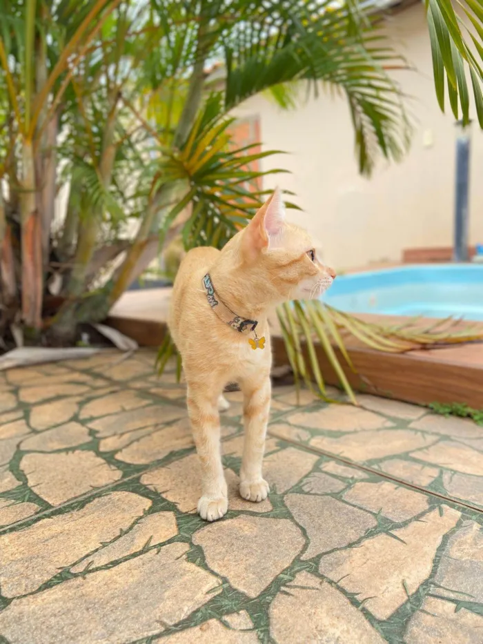 Gato ra a SRD-ViraLata idade 1 ano nome Açafrão