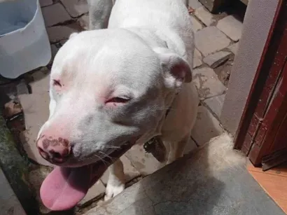 Cachorro raça Pit-Bull idade 1 ano nome Zyon