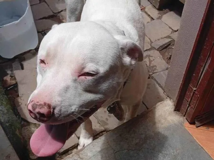 Cachorro ra a Pit-Bull idade 1 ano nome Zyon