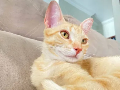 Gato raça SRD-ViraLata idade 1 ano nome Açafrão