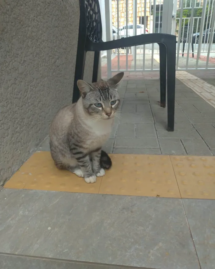 Gato ra a SRD-ViraLata idade 7 a 11 meses nome Rajadinho