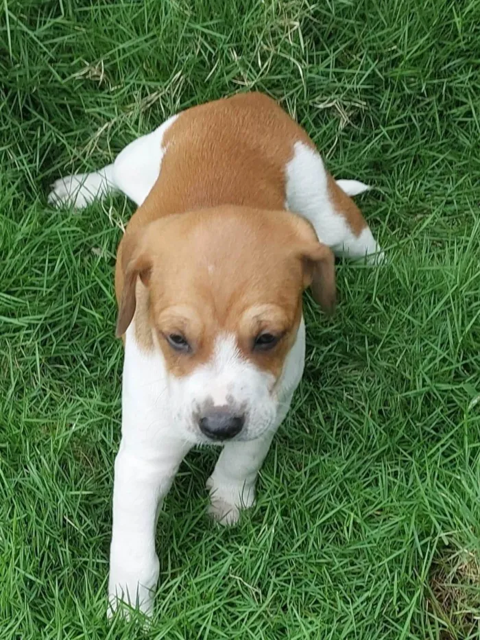 Cachorro ra a SRD-ViraLata idade Abaixo de 2 meses nome SOL