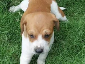 Cachorro raça SRD-ViraLata idade Abaixo de 2 meses nome SOL
