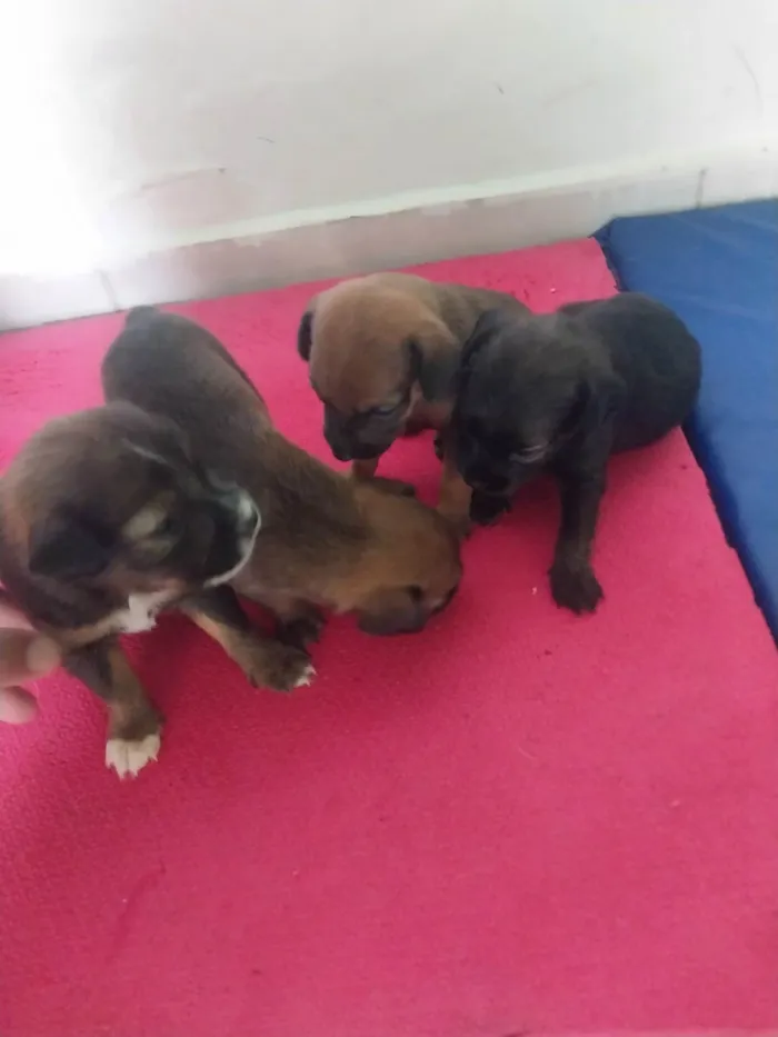 Cachorro ra a SRD-ViraLata idade Abaixo de 2 meses nome Zeus 