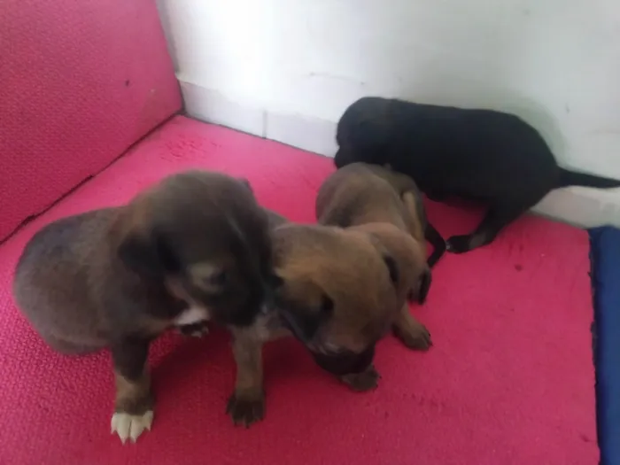 Cachorro ra a SRD-ViraLata idade Abaixo de 2 meses nome Zeus 
