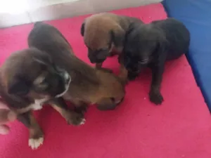 Cachorro raça SRD-ViraLata idade Abaixo de 2 meses nome Zeus 
