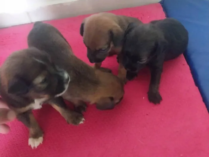 Cachorro ra a SRD-ViraLata idade Abaixo de 2 meses nome Zeus 
