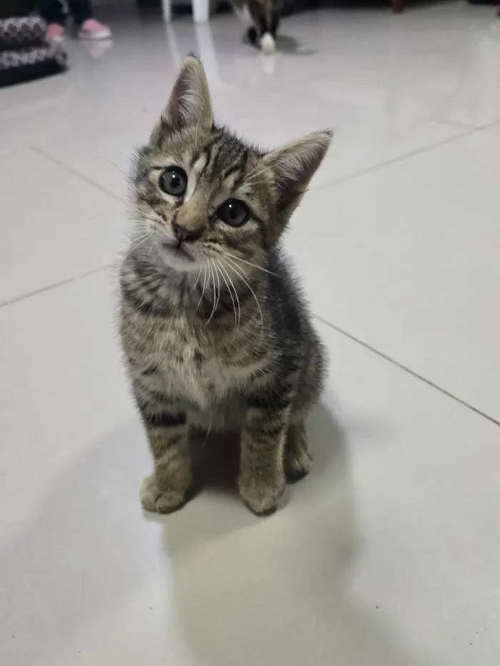 Gato ra a SRD-ViraLata idade 2 a 6 meses nome 8Julio César