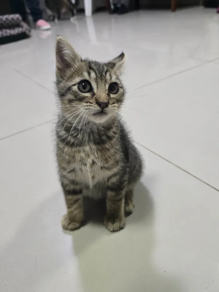 Gato ra a SRD-ViraLata idade 2 a 6 meses nome 8Julio César