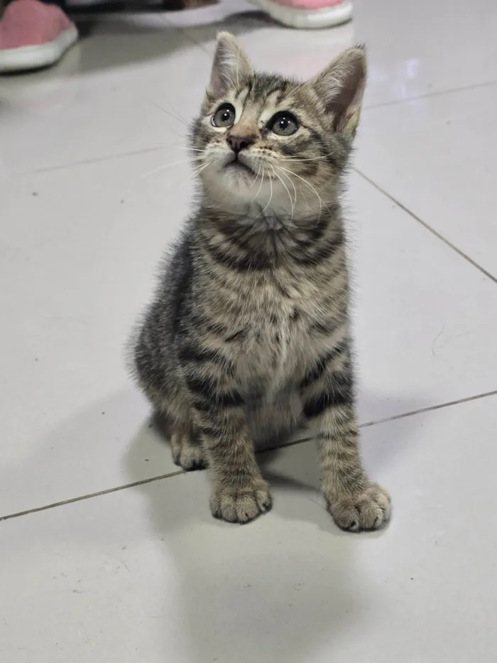 Gato ra a SRD-ViraLata idade 2 a 6 meses nome 8Julio César