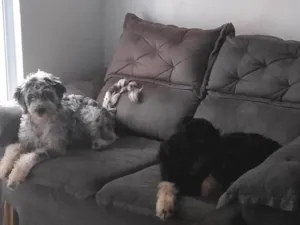 Cachorro raça SRD-ViraLata idade 2 a 6 meses nome Marley e Penélope