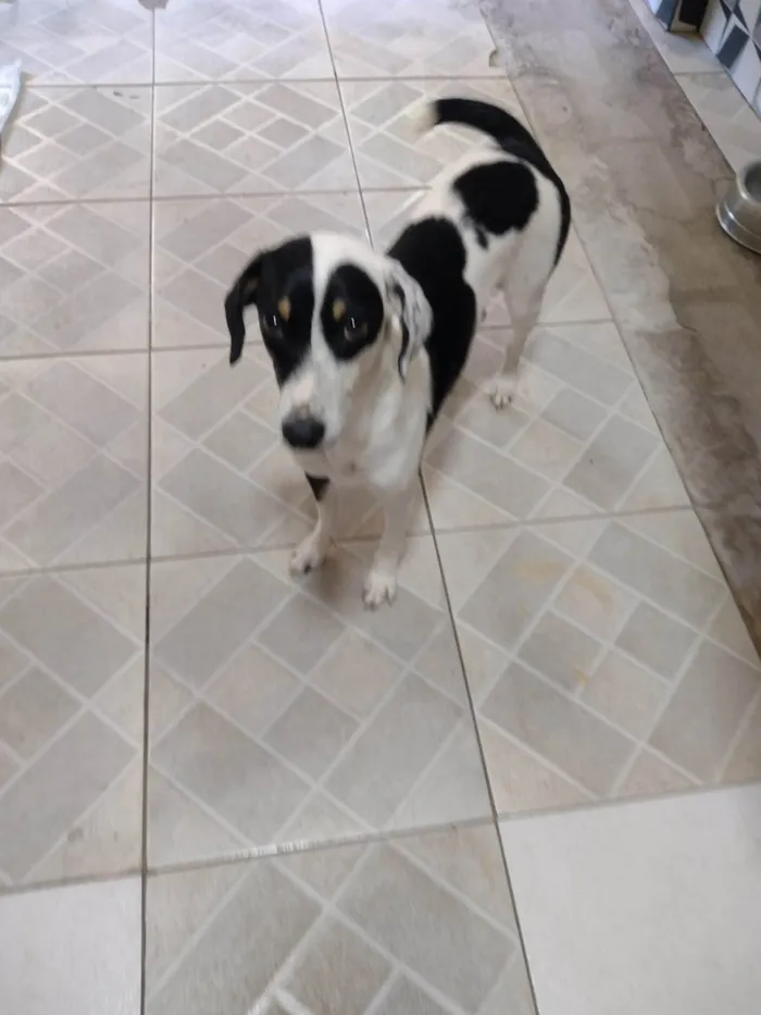 Cachorro ra a SRD-ViraLata idade 1 ano nome Temporariamente, chamada de amora e lady Gaga