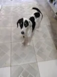 Temporariamente, chamada de amora e lady Gaga