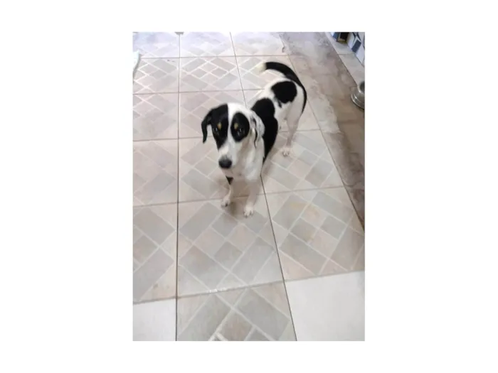 Cachorro ra a SRD-ViraLata idade 1 ano nome Temporariamente, chamada de amora e lady Gaga