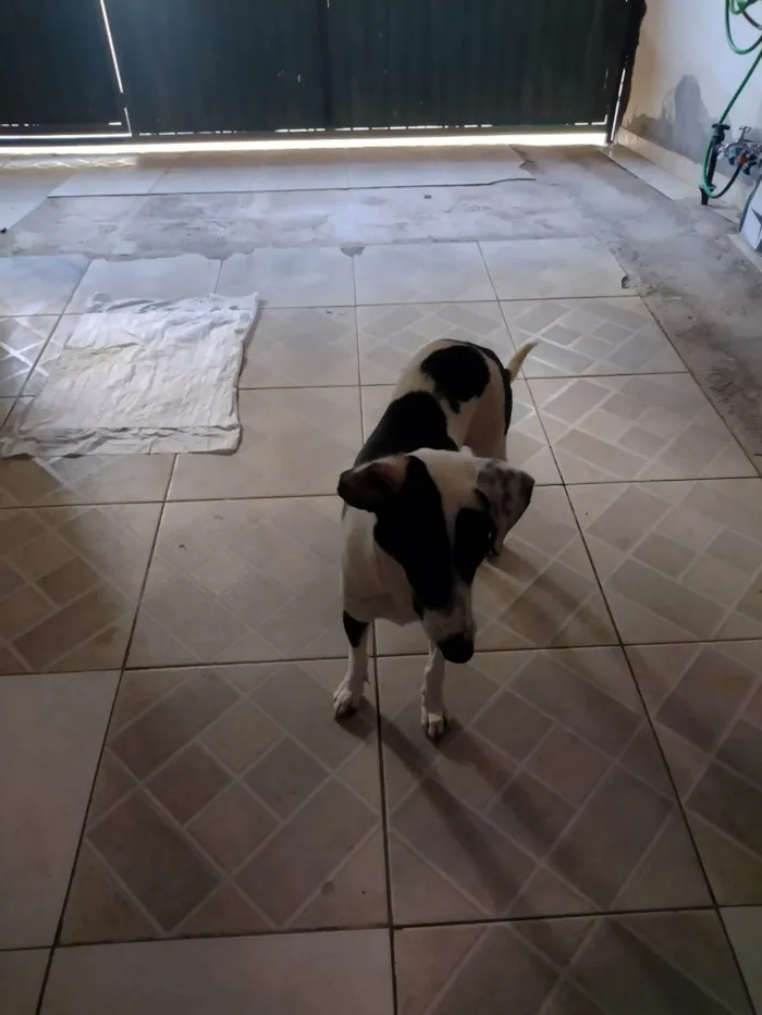 Cachorro ra a SRD-ViraLata idade 1 ano nome Temporariamente, chamada de amora e lady Gaga