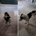 Temporariamente, chamada de amora e lady Gaga