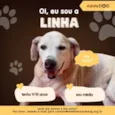Linha 