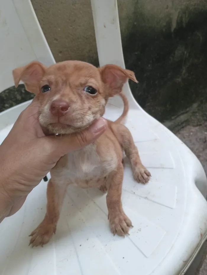 Cachorro ra a SRD-ViraLata idade 2 a 6 meses nome Ágata