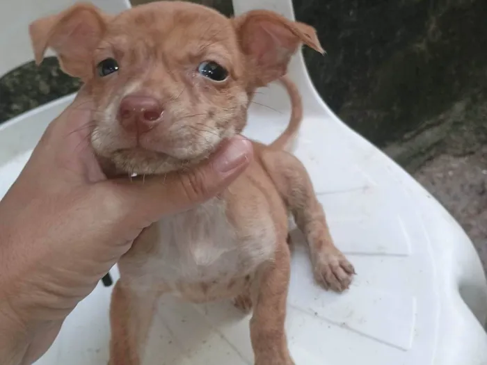 Cachorro ra a SRD-ViraLata idade 2 a 6 meses nome Ágata