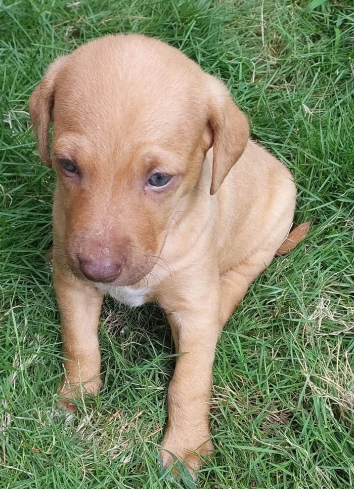 Cachorro ra a SRD-ViraLata idade Abaixo de 2 meses nome PRINCESA