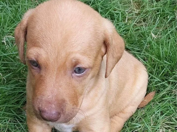 Cachorro ra a SRD-ViraLata idade Abaixo de 2 meses nome PRINCESA