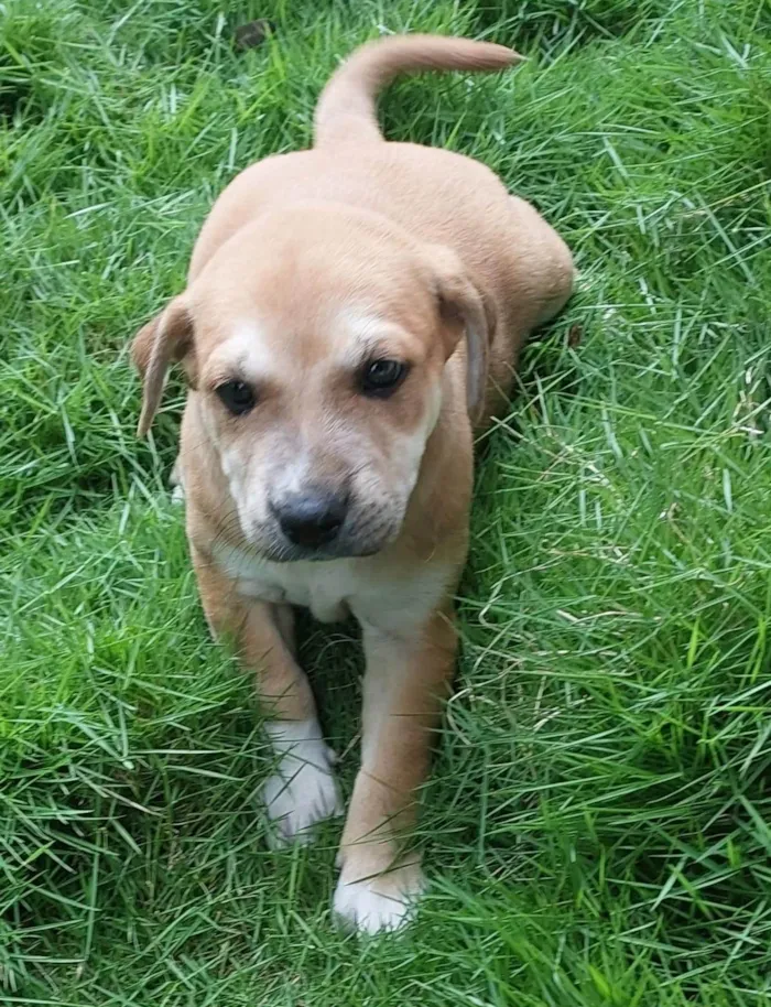 Cachorro ra a SRD-ViraLata idade Abaixo de 2 meses nome BONECA
