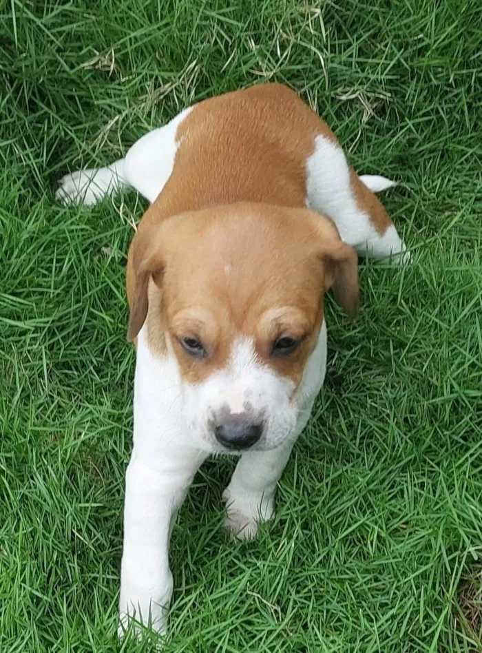 Cachorro ra a SRD-ViraLata idade Abaixo de 2 meses nome PITUCO